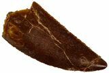 Serrated, Raptor Tooth - Real Dinosaur Tooth #296176-1